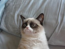 Good evening from Grumpy Cat http://bit.ly/PSF0tq
